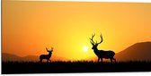 Dibond - Silhouet van Herten rennend door het Weiland bij Zonsondergang - 100x50 cm Foto op Aluminium (Met Ophangsysteem)