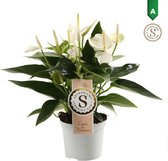 Anthurium White Champion – ↨ 30cm – ⌀ 9cm