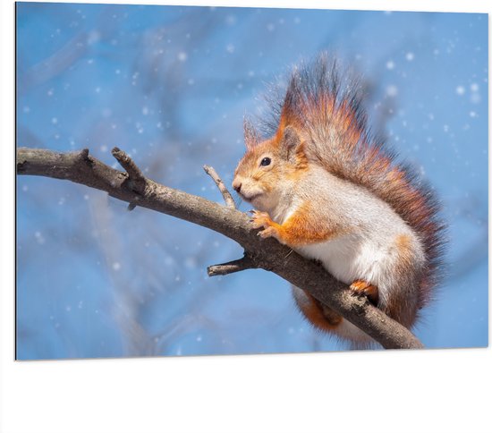 Dibond - Rode Eekhoorn Zittend op Smalle Tak in Sneeuwbui - 100x75 cm Foto op Aluminium (Met Ophangsysteem)