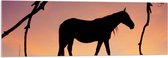 Acrylglas - Silhouet van Paard onder Boom tegen Rozekleurige Lucht - 120x40 cm Foto op Acrylglas (Met Ophangsysteem)
