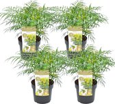 Plant in a Box - Mahonia Soft Caress - Set van 4 - Tuinplant - Hele jaar groen - Groeit gele bloemaren - Winterhard tot -12°C - Pot 13cm - Hoogte 30-40cm