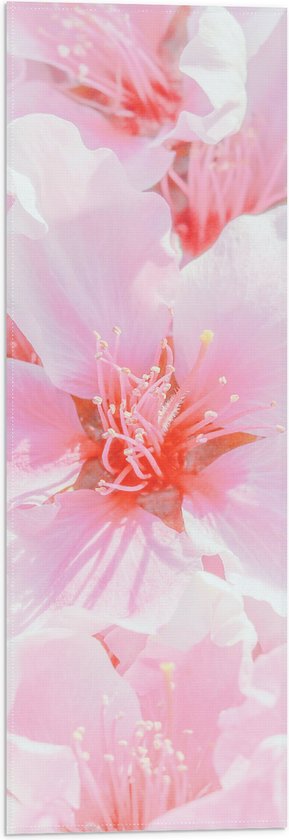 Roze Kersen BlossomCherry Bloesem, Japanse Bloeiende Kers Op De Sakura Boom Sakurabloemen Zijn Representatief Voor Japans F Image112159284