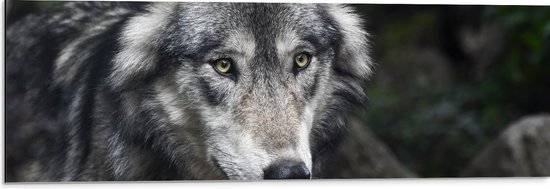 WallClassics - Dibond - Wolf wegkijkend met Gele Ogen - 90x30 cm Foto op Aluminium (Wanddecoratie van metaal)