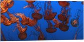 WallClassics - Drapeau - Mer de méduses Oranje dans la mer - Photo 100x50 cm sur drapeau polyester