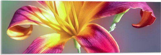 WallClassics - Acrylglas - Roze met Gele Bloem in het Veld - 90x30 cm Foto op Acrylglas (Wanddecoratie op Acrylaat)