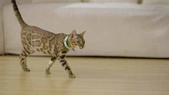 oog wijsvinger Sentimenteel Katten Halsband met Laser - Speelgoed - Elektrische Smart Slimme  Interactieve... | bol.com