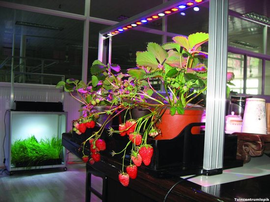 Parus M30 PRO Mini Farm Grow Light