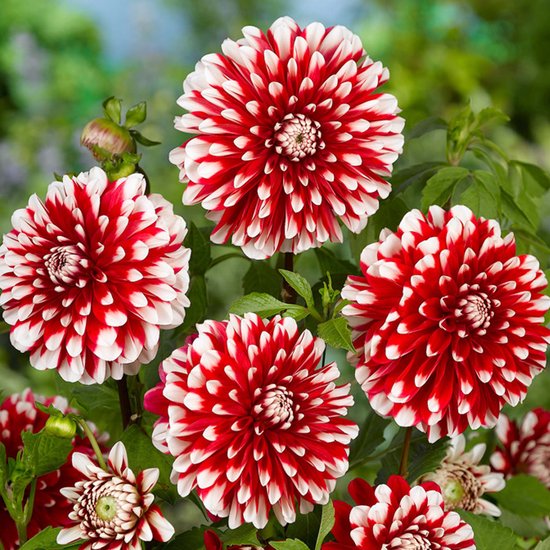 The Bulb Farmers - bloembollen - 6 stuks Dahlia 'Little Tiger' - rood met  wit -... | bol.com