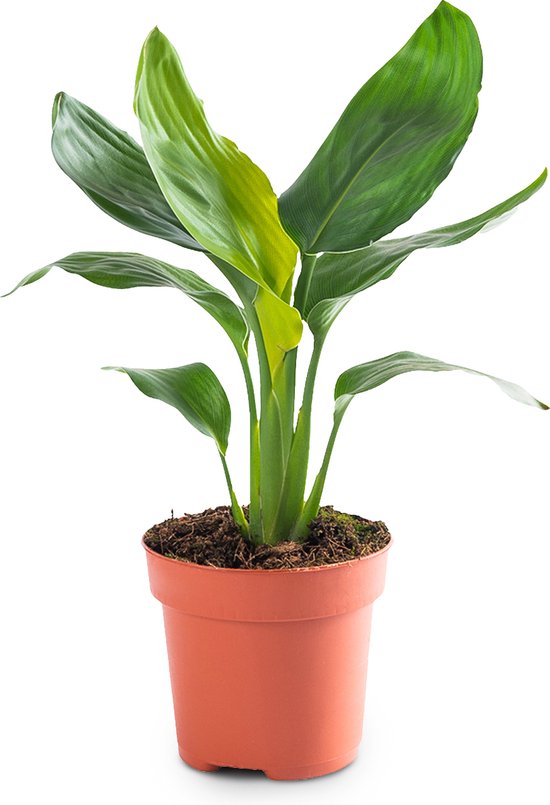 Kamerplant Strelitzia Reginae - Paradijsvogelbloem - ± 35cm hoog - 12cm diameter
