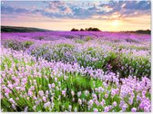 Tuinposter bloemen - Lavendel - Landschap - Zonsondergang - Natuur - Lucht - Tuin - Tuindecoratie - Tuinschilderij voor buiten - Schutting decoratie - 160x120 cm - Schuttingdoek - Tuindoek - Buitenposter