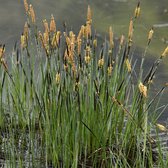 6x Stijve zegge - Carex elata (='Stricta') - Pot 9x9cm