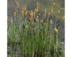 6x Stijve zegge - Carex elata (='Stricta') - Pot 9x9cm