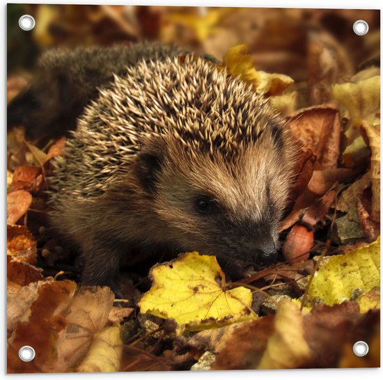 Foto: Tuinposter kleine egel tussen hoge stapel herfstbladeren 50x50 cm foto op tuinposter wanddecoratie voor buiten en binnen 