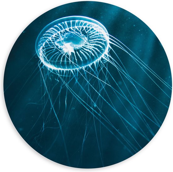 PVC Schuimplaat Muurcirkel - Doorzichtige Kwal in de Zonnestralen in het Zeewater - 100x100 cm Foto op Muurcirkel (met ophangsysteem)