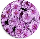 Dibond Muurcirkel - Meerdere Paars met Roze Bloemen - 40x40 cm Foto op Aluminium Muurcirkel (met ophangsysteem)