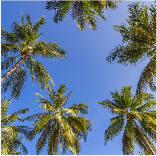 Poster (Mat) - Onderaanzicht van Groepje Grote Palmbomen onder Heldere blauwe Lucht - 80x80 cm Foto op Posterpapier met een Matte look