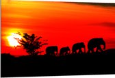 Dibond - Silhouet van Familie Olifanten Lopend over Afrikaans Landschap - 120x80 cm Foto op Aluminium (Met Ophangsysteem)