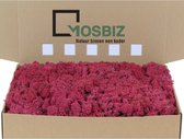 MosBiz Rendiermos Crimson per 1000 gram voor decoraties en mosschilderijen
