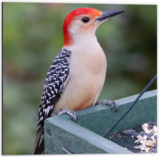 Dibond - Opzijkijkende Roodbuikspecht Vogel op Houten Kistje - 50x50 cm Foto op Aluminium (Met Ophangsysteem)