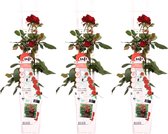 3x - Rosa Crazy in love 'Red' - ↨65cm - Ø15