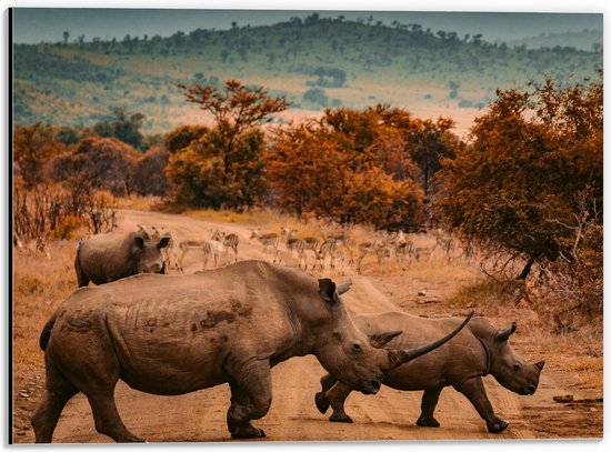 Dibond - Overstekende Groep Neushorens met Antilopes in Afrika - 40x30 cm Foto op Aluminium (Wanddecoratie van metaal)