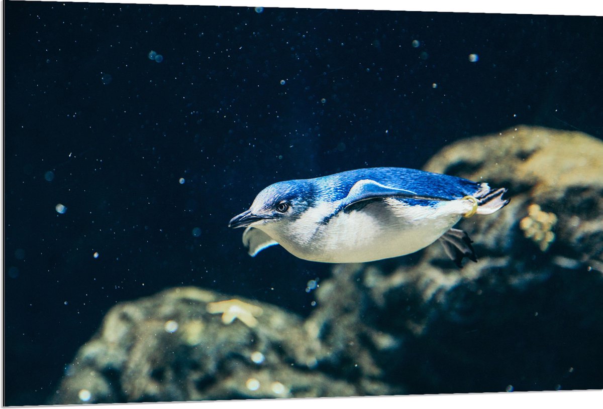 Dibond - Zwemmende Blauwe Pingïun door Aquarium - 120x80 cm Foto op Aluminium (Wanddecoratie van metaal)