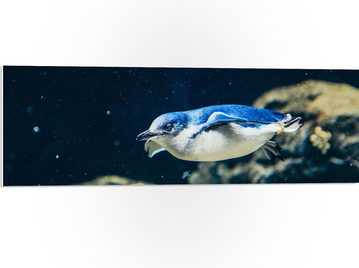 PVC Schuimplaat- Zwemmende Blauwe Pingïun door Aquarium - 90x30 cm Foto op PVC Schuimplaat