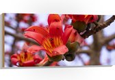 Hout - Rode Bloeiende Bloemen aan Indische kapokboom - 100x50 cm - 9 mm dik - Foto op Hout (Met Ophangsysteem)
