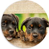 PVC Schuimplaat Muurcirkel - Nieuwsgierige Rottweiler Puppy's bij Hek - 60x60 cm Foto op Muurcirkel (met ophangsysteem)