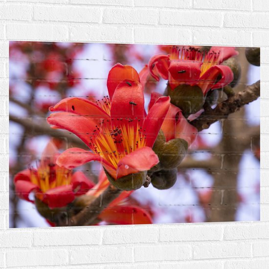 Muursticker - Rode Bloeiende Bloemen aan Indische kapokboom - 100x75 cm Foto op Muursticker