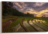 Hout - Rijstvelden Vol Regenwater in Indonesië - 90x60 cm - 9 mm dik - Foto op Hout (Met Ophangsysteem)