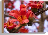 Hout - Rode Bloeiende Bloemen aan Indische kapokboom - 40x30 cm - 9 mm dik - Foto op Hout (Met Ophangsysteem)