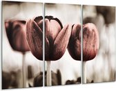 GroepArt - Schilderij -  Tulpen - Bruin, Wit - 120x80cm 3Luik - 6000+ Schilderijen 0p Canvas Art Collectie