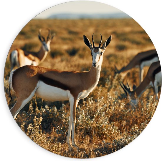 Dibond Muurcirkel - Groep Springbokken in Droog Graslandschap in de Zon - 90x90 cm Foto op Aluminium Muurcirkel (met ophangsysteem)