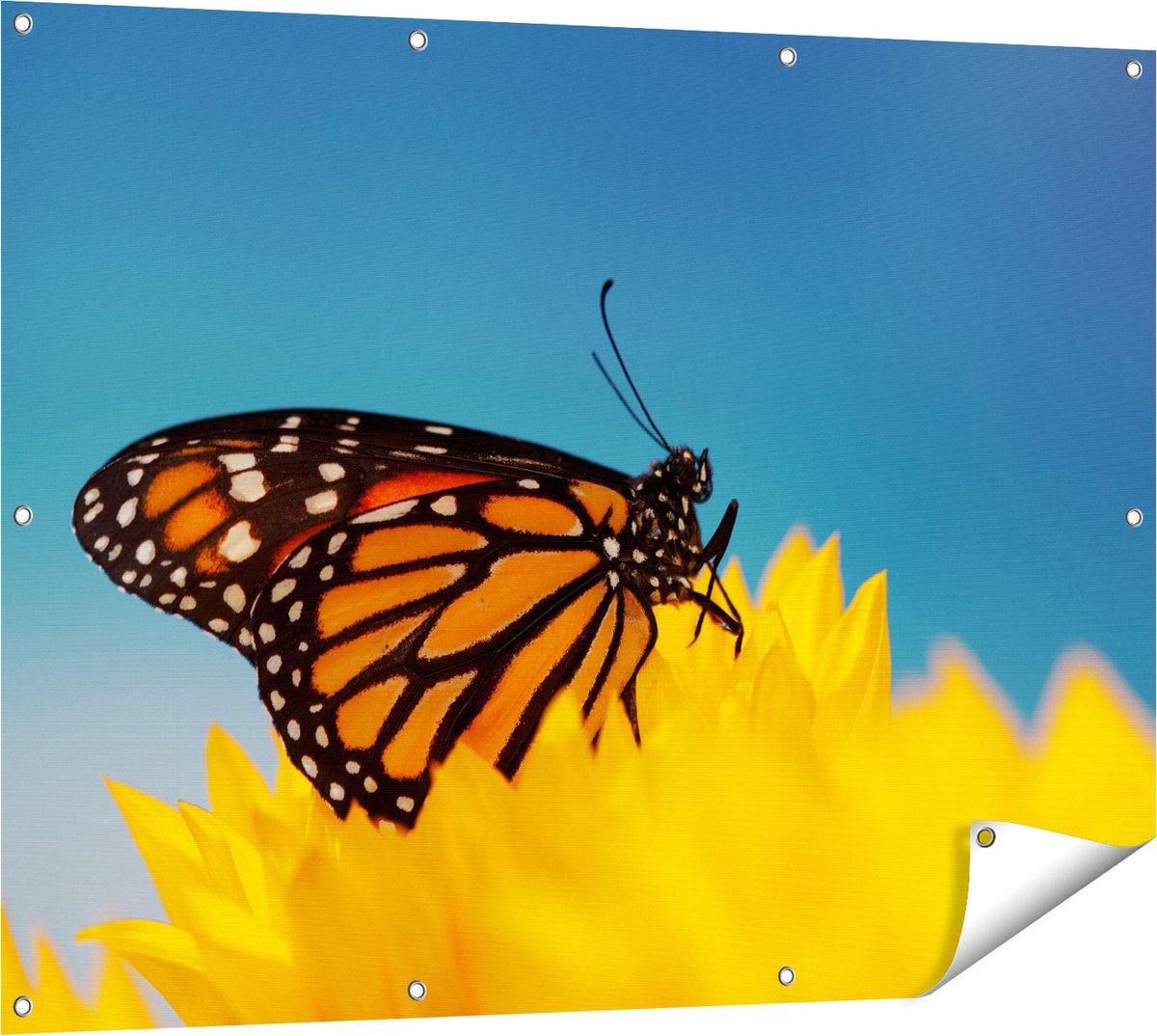 Gards Tuinposter Oranje Vlinder bij een Zonnebloem - 120x90 cm - Tuindoek - Tuindecoratie - Wanddecoratie buiten - Tuinschilderij Multikleur