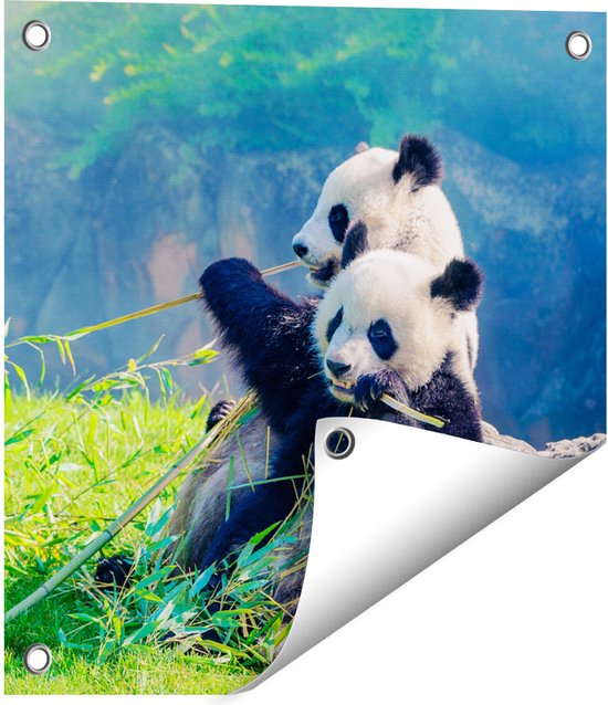 Gards Tuinposter Twee Panda's Eten Bamboe Riet - 40x40 cm - Tuindoek - Tuindecoratie - Wanddecoratie buiten - Tuinschilderij