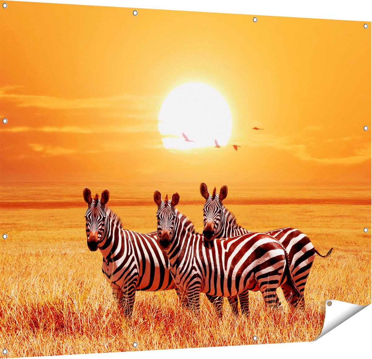 Gards Tuinposter Drie Zebra's bij Zonsondergang - 150x120 cm - Tuindoek - Tuindecoratie - Wanddecoratie buiten - Tuinschilderij Multikleur