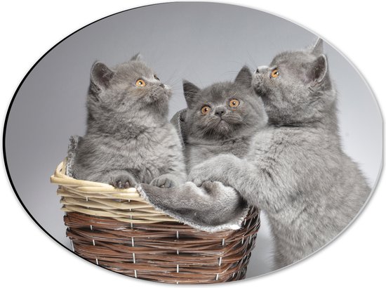 Dibond Ovaal - Mandje Vol Grijze Britse Korthaar Kittens met Oranje Ogen - 40x30 cm Foto op Ovaal (Met Ophangsysteem)