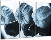 Glasschilderij Bloem - Blauw, Wit - 120x80cm 3Luik - Foto Op Glas - Geen Acrylglas Schilderij - GroepArt 6000+ Glas Art Collectie - Maatwerk Mogelijk