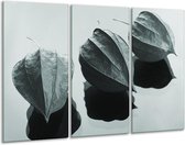 Peinture sur verre Fleur | Gris, blanc, vert | 120x80cm 3 Liège | Tirage photo sur verre | F006735