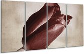 GroepArt - Glasschilderij - Tulp - Bruin, Grijs, Wit - 160x80cm 4Luik - Foto Op Glas - Geen Acrylglas Schilderij - 6000+ Glasschilderijen Collectie - Wanddecoratie