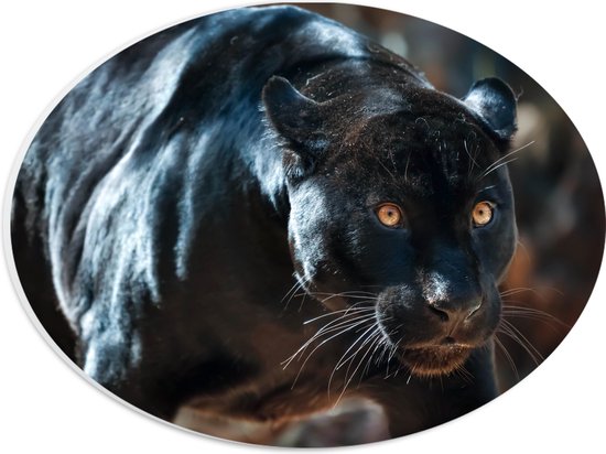 PVC Schuimplaat Ovaal - Gespierde Zwarte Jaguar met Gespreide Ogen - 28x21 cm Foto op Ovaal (Met Ophangsysteem)
