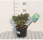 Ilex x meserveae 'Little Rascal' - Blauwe hulst 20 - 25 cm in pot