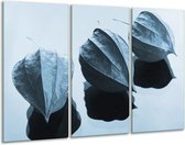 GroepArt - Schilderij -  Bloem - Blauw, Wit - 120x80cm 3Luik - 6000+ Schilderijen 0p Canvas Art Collectie