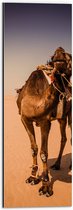 Dibond - Kameel in de Woestijn van Dubai - 20x60 cm Foto op Aluminium (Met Ophangsysteem)