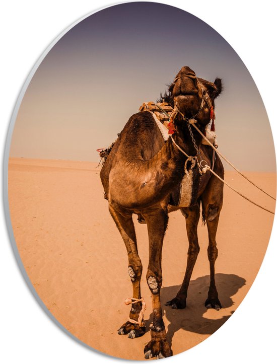 PVC Schuimplaat Ovaal - Kameel in de Woestijn van Dubai - 21x28 cm Foto op Ovaal (Met Ophangsysteem)