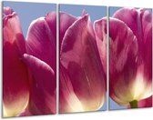 Glasschilderij Tulpen - Wit, Paars - 120x80cm 3Luik - Foto Op Glas - Geen Acrylglas Schilderij - GroepArt 6000+ Glas Art Collectie - Maatwerk Mogelijk