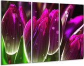 Peinture sur verre tulipe | Violet vert | 120x80cm 3 Liège | Tirage photo sur verre |  F005025
