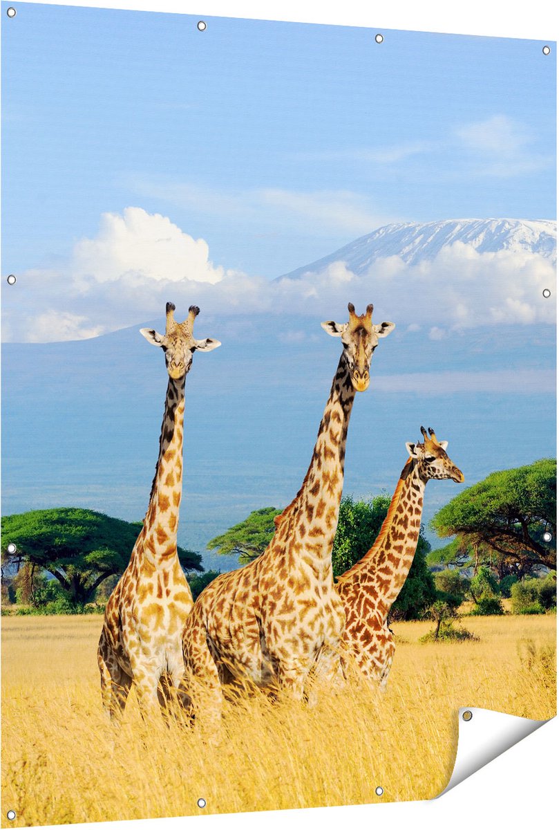 Gards Tuinposter Drie Giraffes in de Savanne - 120x150 cm - Tuindoek - Tuindecoratie - Wanddecoratie buiten - Tuinschilderij Multikleur