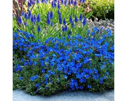 6 x Parelkruid Blauw - Winterharde Vaste Plant - Lithodora (Glandora) diffusa 'Heavenly Blue' in 9x9cm pot met hoogte 5-10cm